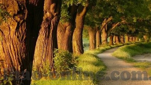 雷速足球比分直播比分-雷速足球比分直播，实时掌握赛场风云，畅享足球激情